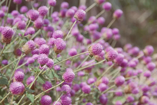 Pink flower with natural blurred background, Gomphrena globosa.